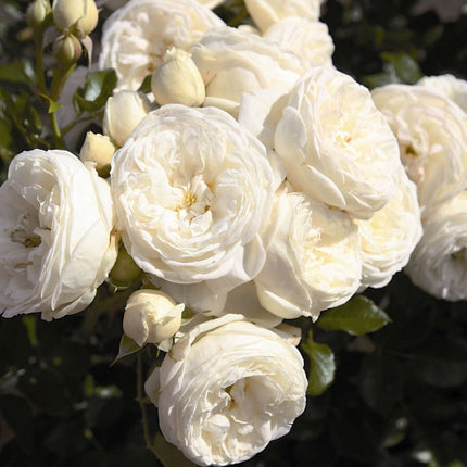 Sweet Child of Mine' Floribunda Rose Shrubs