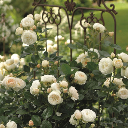 Sweet Child of Mine' Floribunda Rose Shrubs