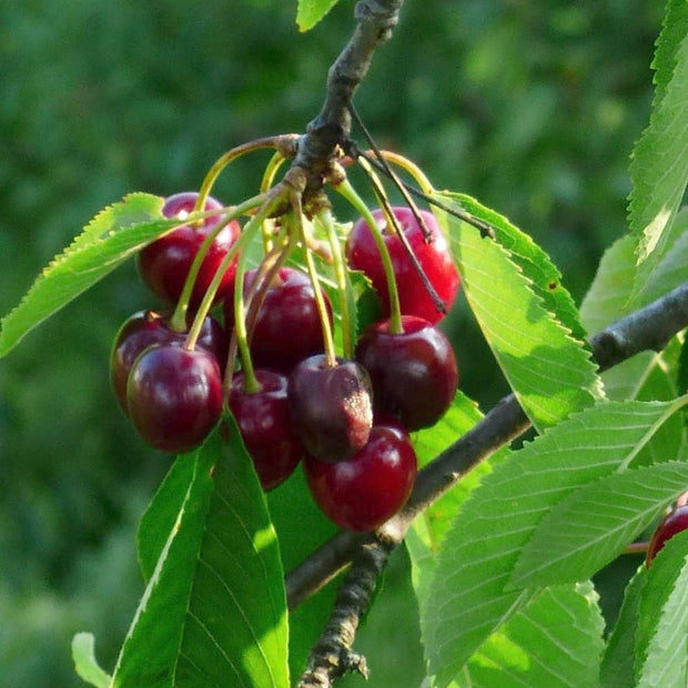 Sweetheart ' Cherry Tree Fruit Trees