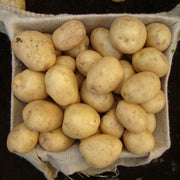 'Swift' First Early Seed Potatoes Vegetables