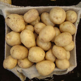 'Swift' First Early Seed Potatoes Vegetables