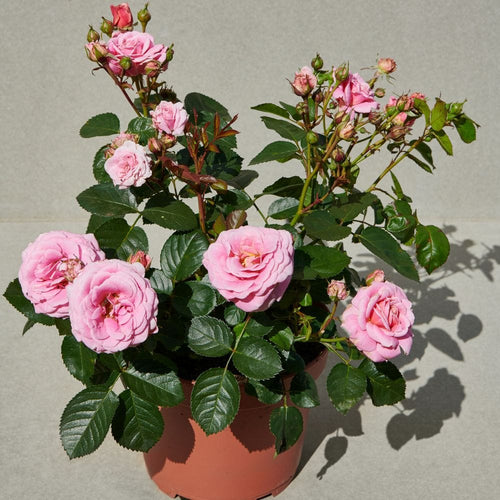 Palace Tabor' Patio Shrub Rose Shrubs