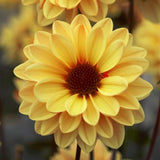 30cm Dahlia Temptation 'Gold' | 1L Pot Annual Bedding