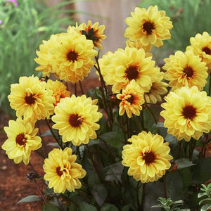 30cm Dahlia Temptation 'Gold' | 1L Pot Annual Bedding