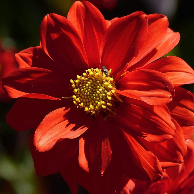 30cm Dahlia Temptation 'Red' | 1L Pot Annual Bedding