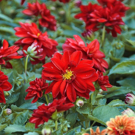 30cm Dahlia Temptation 'Red' | 1L Pot Annual Bedding