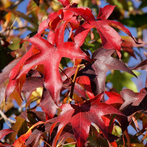 Thea' Liquidambar Tree Ornamental Trees