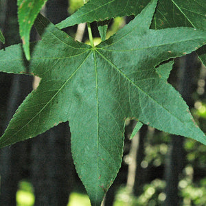 Thea' Liquidambar Tree Ornamental Trees