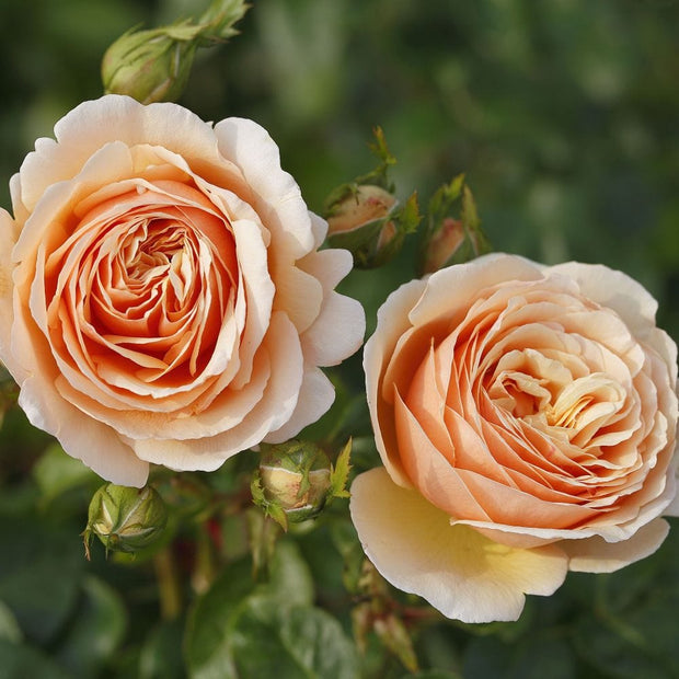 Tropicana' Hybrid Tea Rose Shrubs
