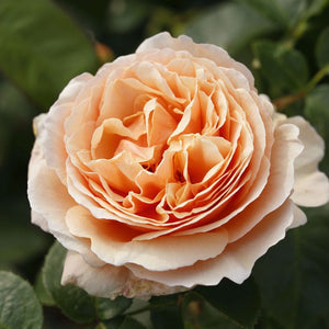 Tropicana' Hybrid Tea Rose Shrubs