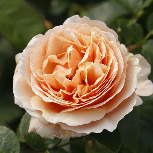 Tropicana' Hybrid Tea Rose Shrubs