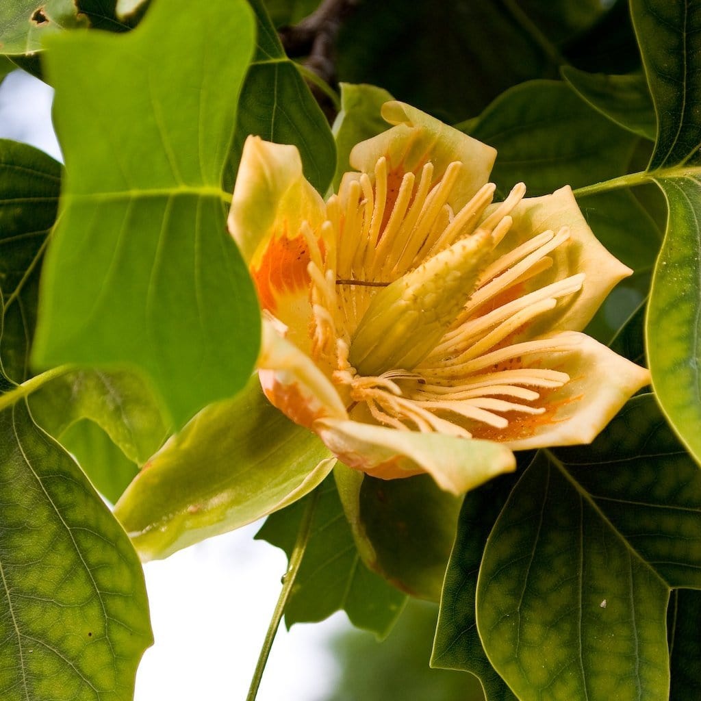 Fastigiate Tulip Tree | Liriodendron tulipifera 'Fastigiatum'