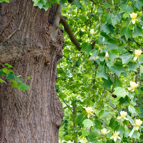 Fastigiate Tulip Tree | Liriodendron tulipifera Ornamental Trees