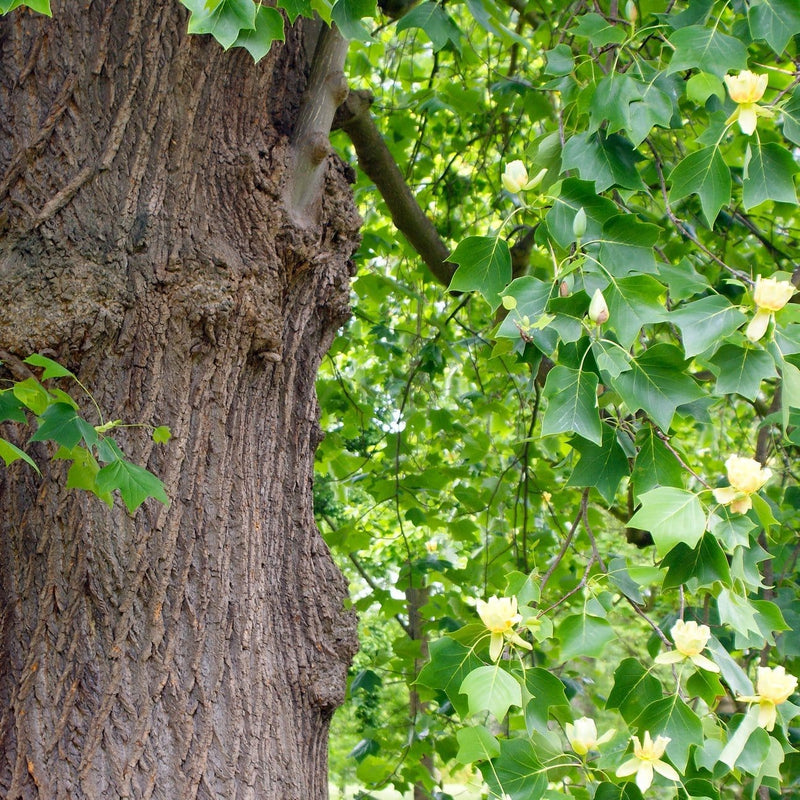 Fastigiate Tulip Tree | Liriodendron tulipifera Ornamental Trees