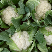 Tirza' Cauliflower Plants Vegetables