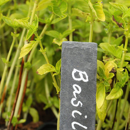 3 Organic British Basil Plants Vegetables