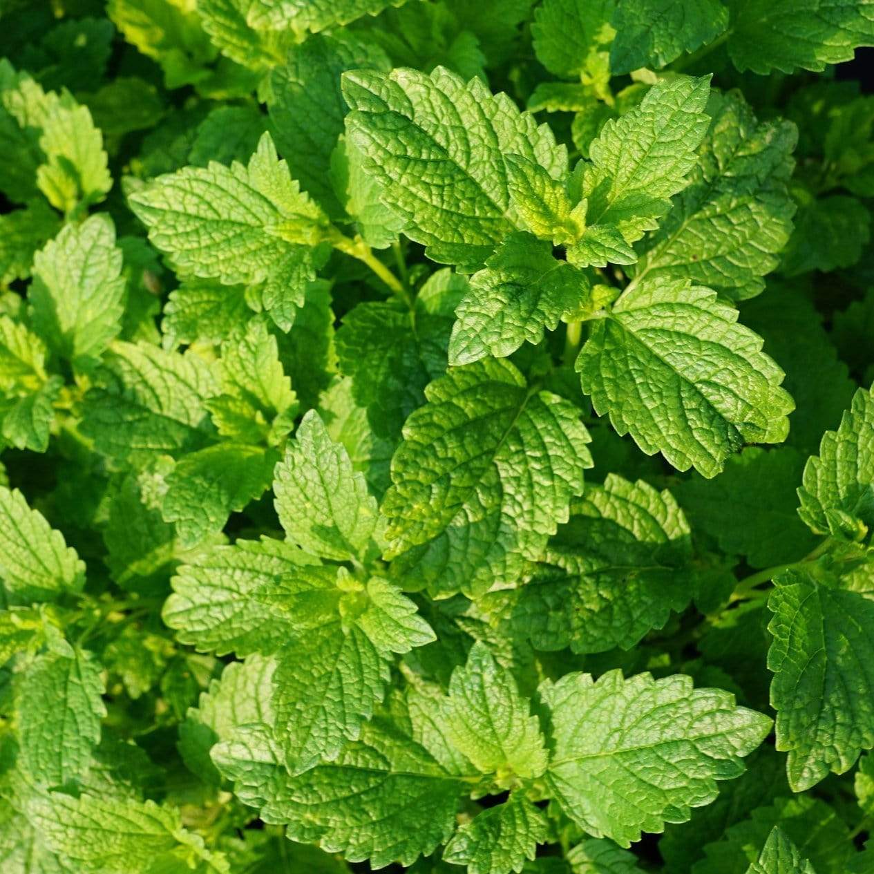 Garden Mint Plants
