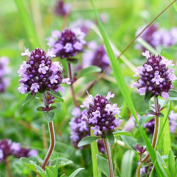 3 Organic Thyme Plants Vegetables