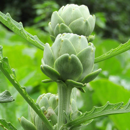 5 Organic 'Green Globe' Artichokes Plants Vegetables