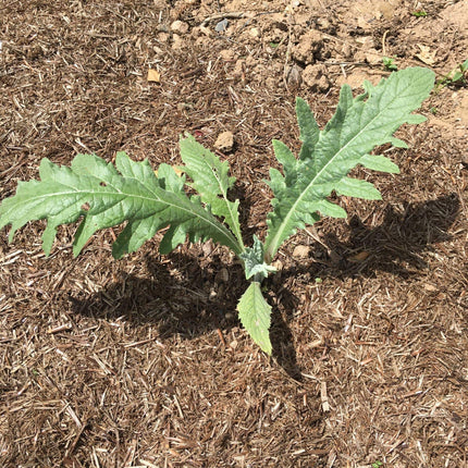 5 Organic 'Green Globe' Artichokes Plants Vegetables