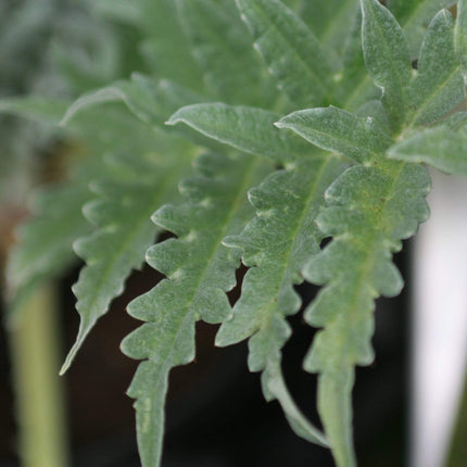 5 Organic 'Green Globe' Artichokes Plants Vegetables