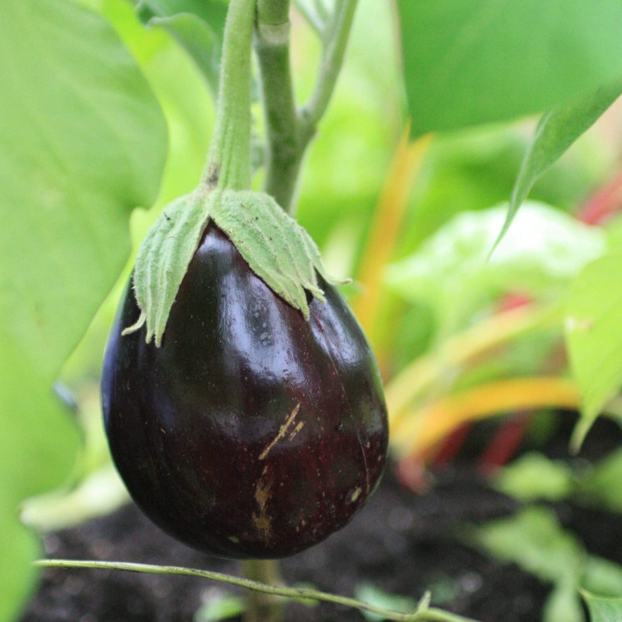 'Black Beauty' Aubergine Plants