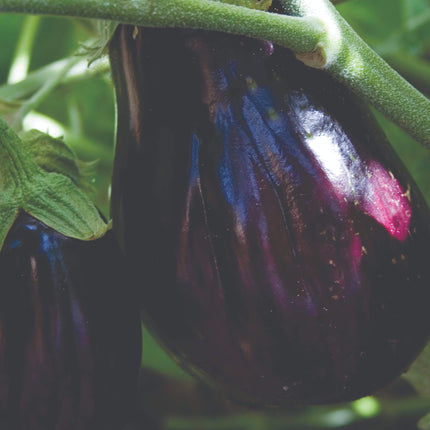 5 Organic 'Black Beauty' Aubergine Plants Vegetables