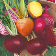 30 Mixed Organic Beetroot Plants Vegetables