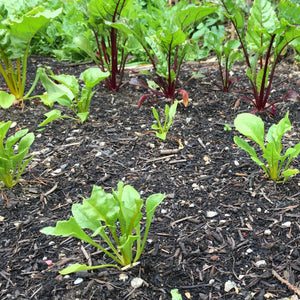 30 Mixed Organic Beetroot Plants Vegetables