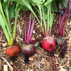 30 Mixed Organic Beetroot Plants Vegetables