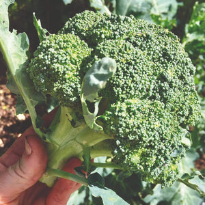 20 Best Broccoli Plants Collection | Growers Choice
