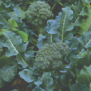 20 Best Broccoli Plants Collection | Growers Choice