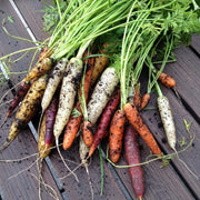 10 Organic Colourful Carrot Plants Vegetables