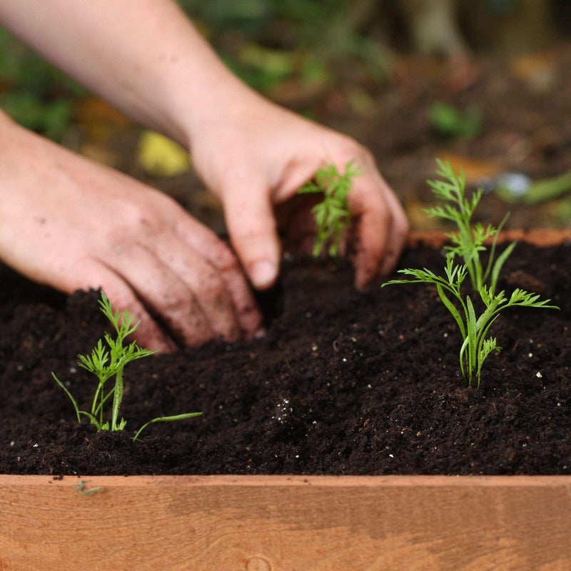 10 Organic Colourful Carrot Plants Vegetables