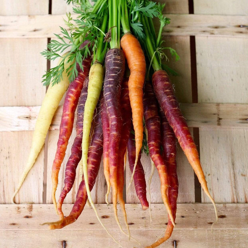 10 Organic Colourful Carrot Plants Vegetables