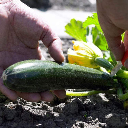 12 Organic Colourful Courgette Collection Courgette Plants Vegetables