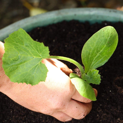 El Greco' Courgette Plants Vegetables