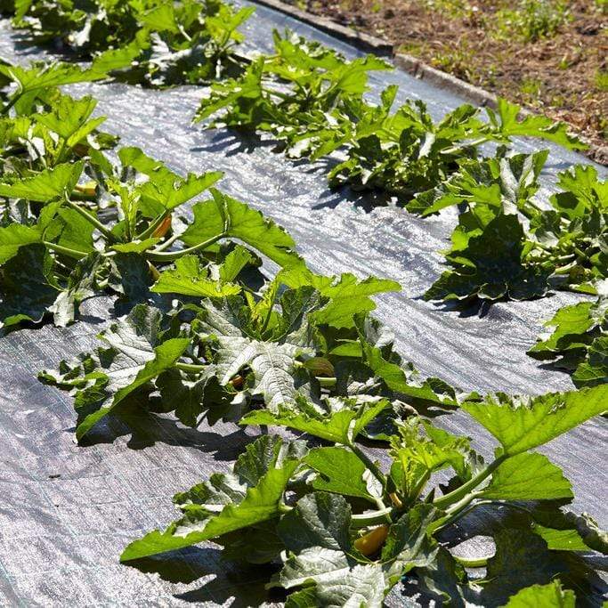 Gourmet Courgette Collection – Roots Plants