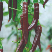 3 Organic 'Cayenne Long Slim' Chilli Plants Vegetables