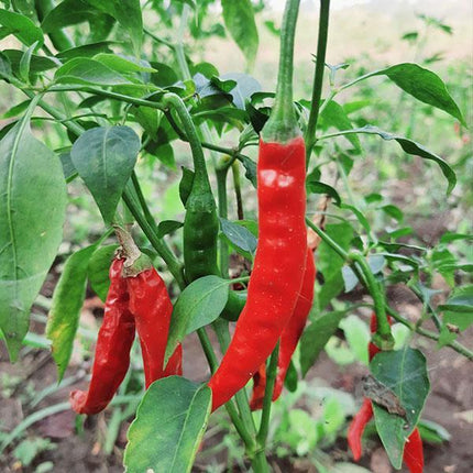 3 Organic 'Cayenne Long Slim' Chilli Plants Vegetables