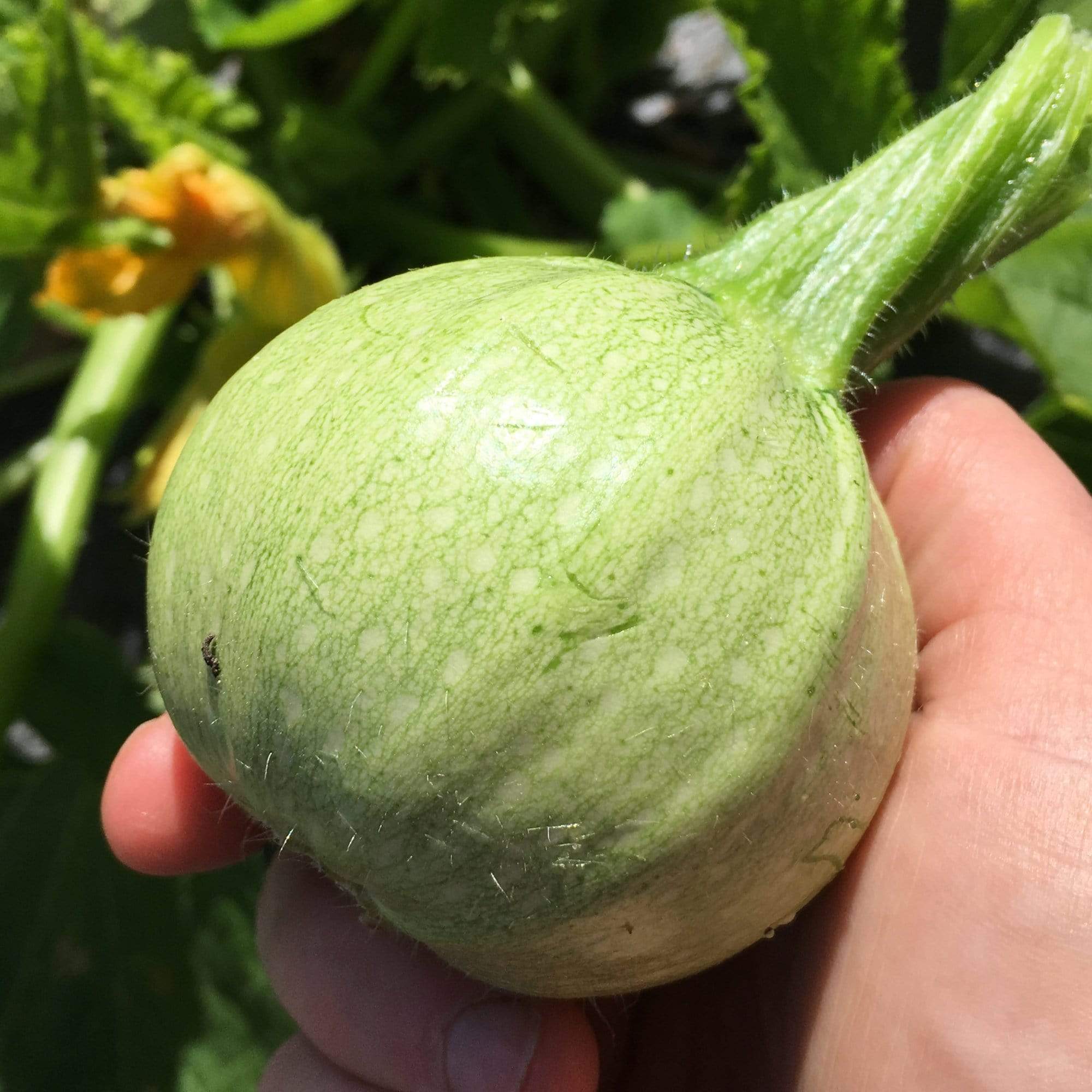 Gourmet Courgette Collection – Roots Plants