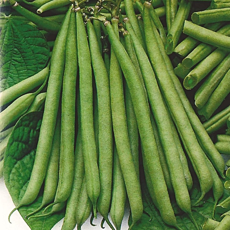 10 Organic 'Tendergreen' Dwarf French Green Bean Plants Vegetables