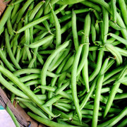 10 Organic 'Tendergreen' Dwarf French Green Bean Plants Vegetables