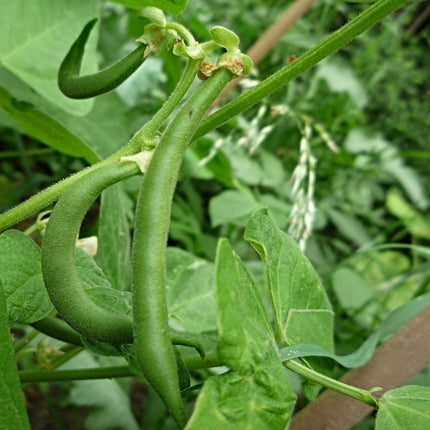 10 Organic 'Tendergreen' Dwarf French Green Bean Plants Vegetables