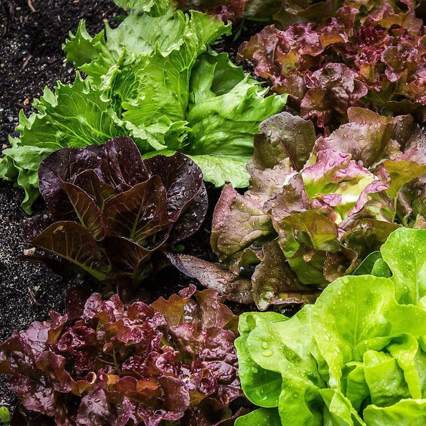 10 Organic 'Red Salad Bowl' Lettuce Plants Vegetables