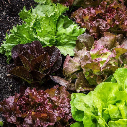 10 Organic 'Red Salad Bowl' Lettuce Plants Vegetables