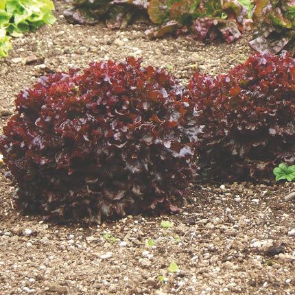 10 Organic 'Red Salad Bowl' Lettuce Plants Vegetables