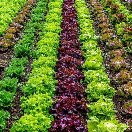 Quick Growing Organic Salad Collection 90 Plants Vegetables