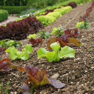 Quick Growing Organic Salad Collection 90 Plants Vegetables