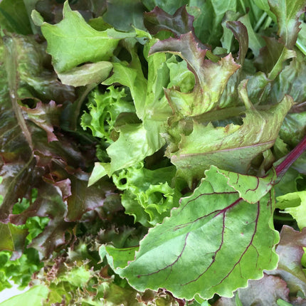 Quick Growing Organic Salad Collection 90 Plants Vegetables